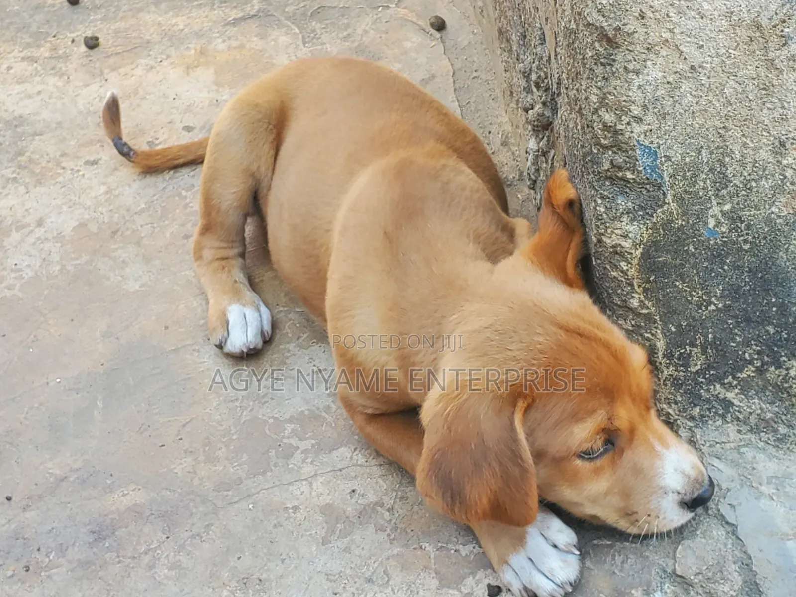 1-3 months Female Mixed Breed Dog