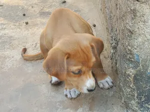 1-3 months Female Mixed Breed Dog