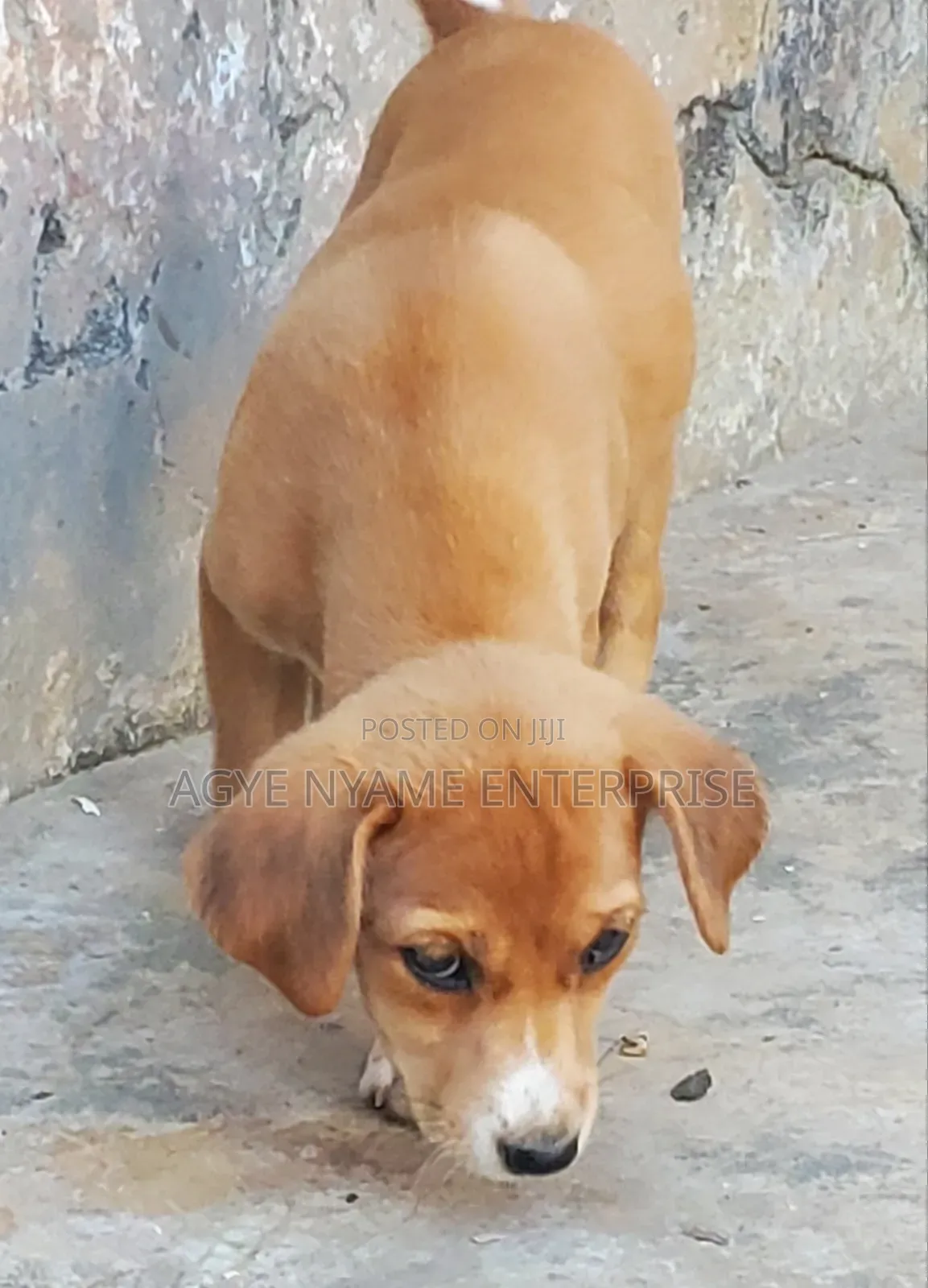 1-3 months Female Mixed Breed Dog