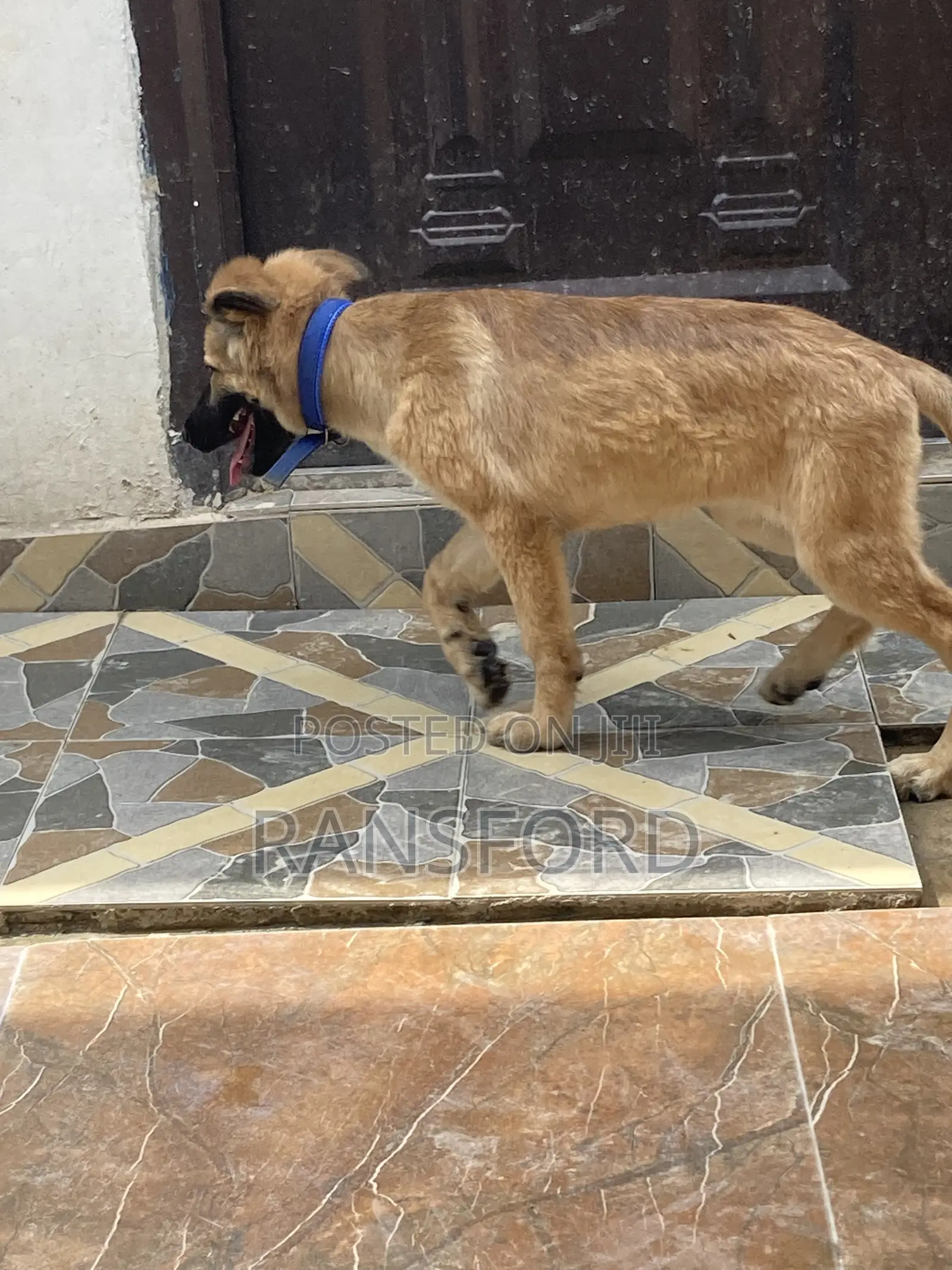 3-6 months Female Purebred German Shepherd