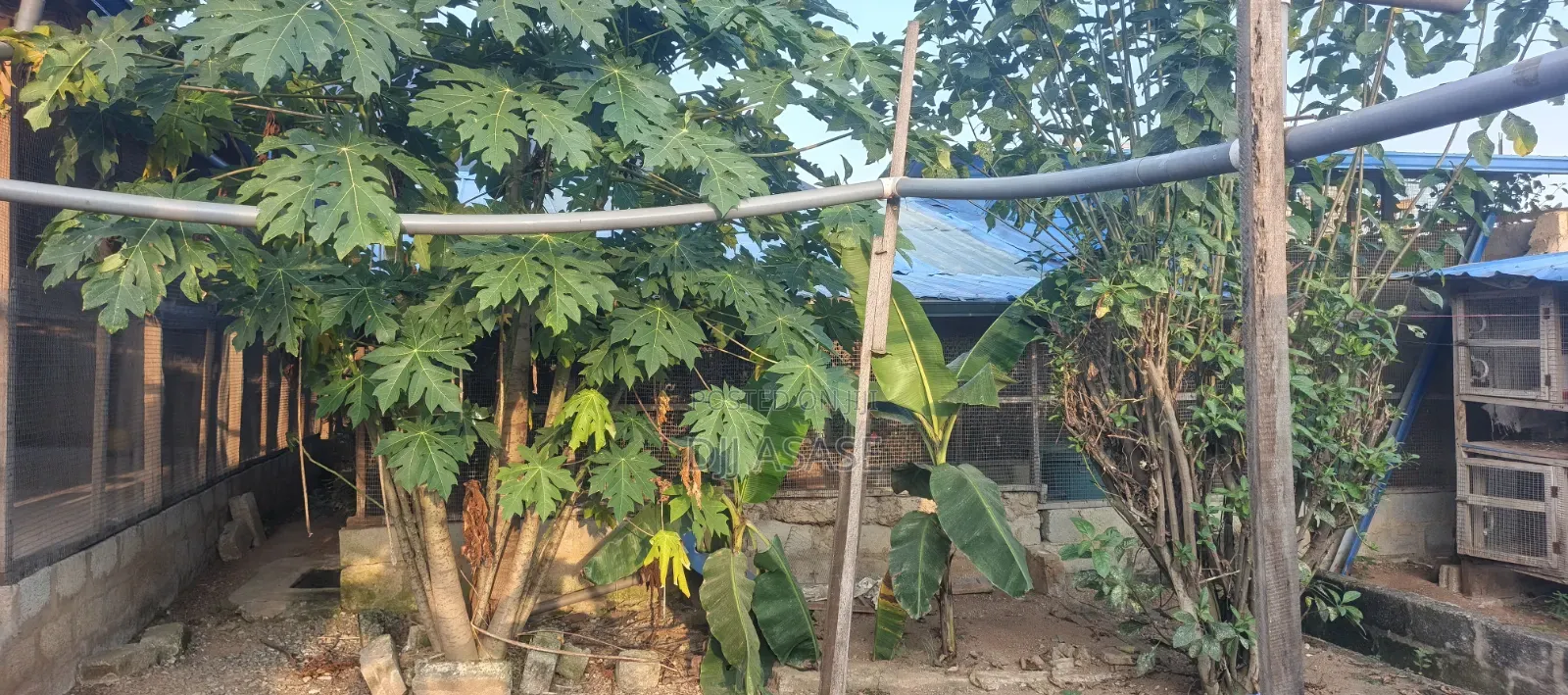 Furnished 2bdrm Farm House in Mango Lane, Kasoa for sale