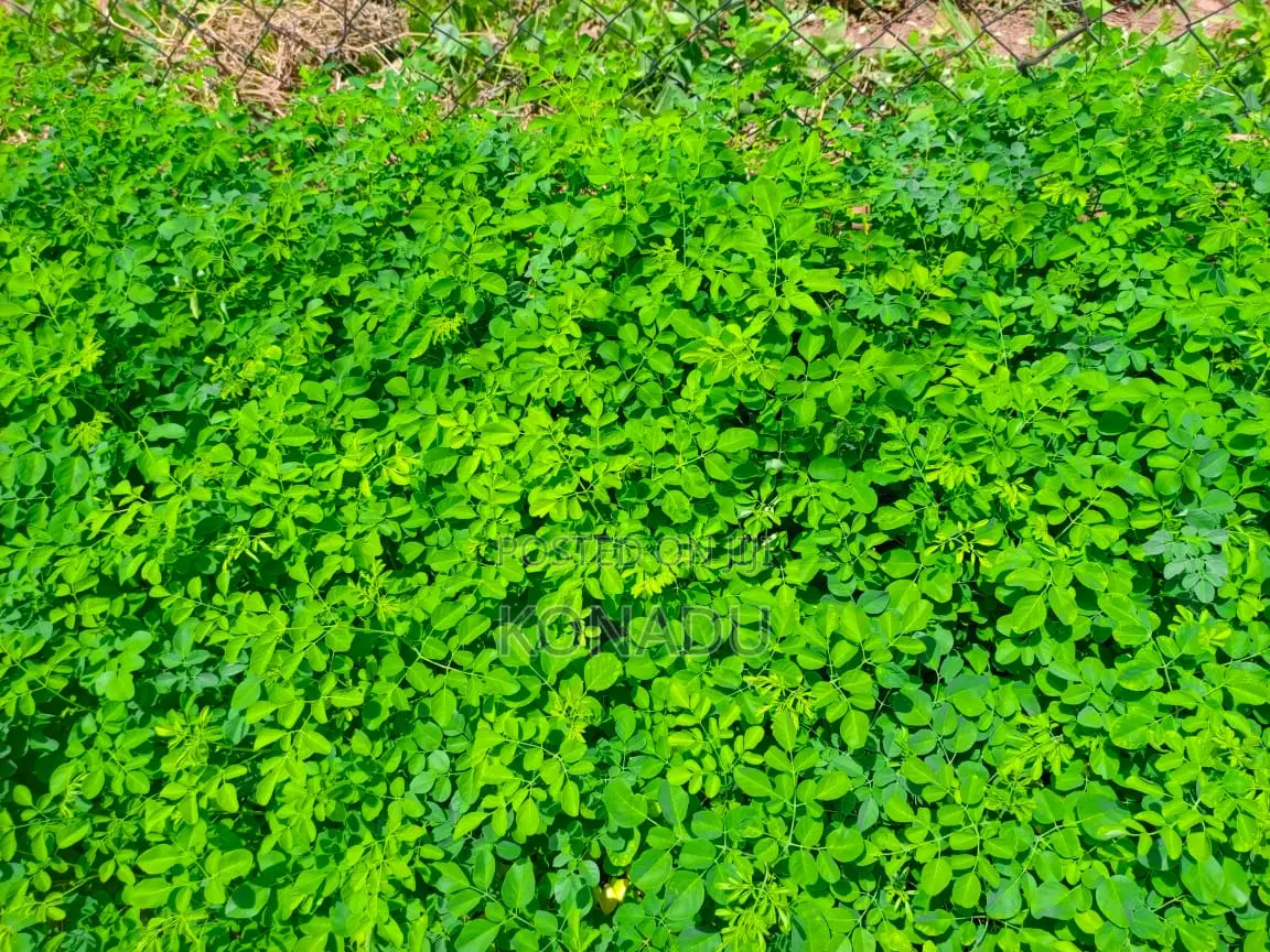 Moringa Seedlings (Approved Cuttings)