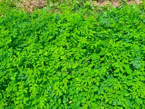 Moringa Seedlings (Approved Cuttings)