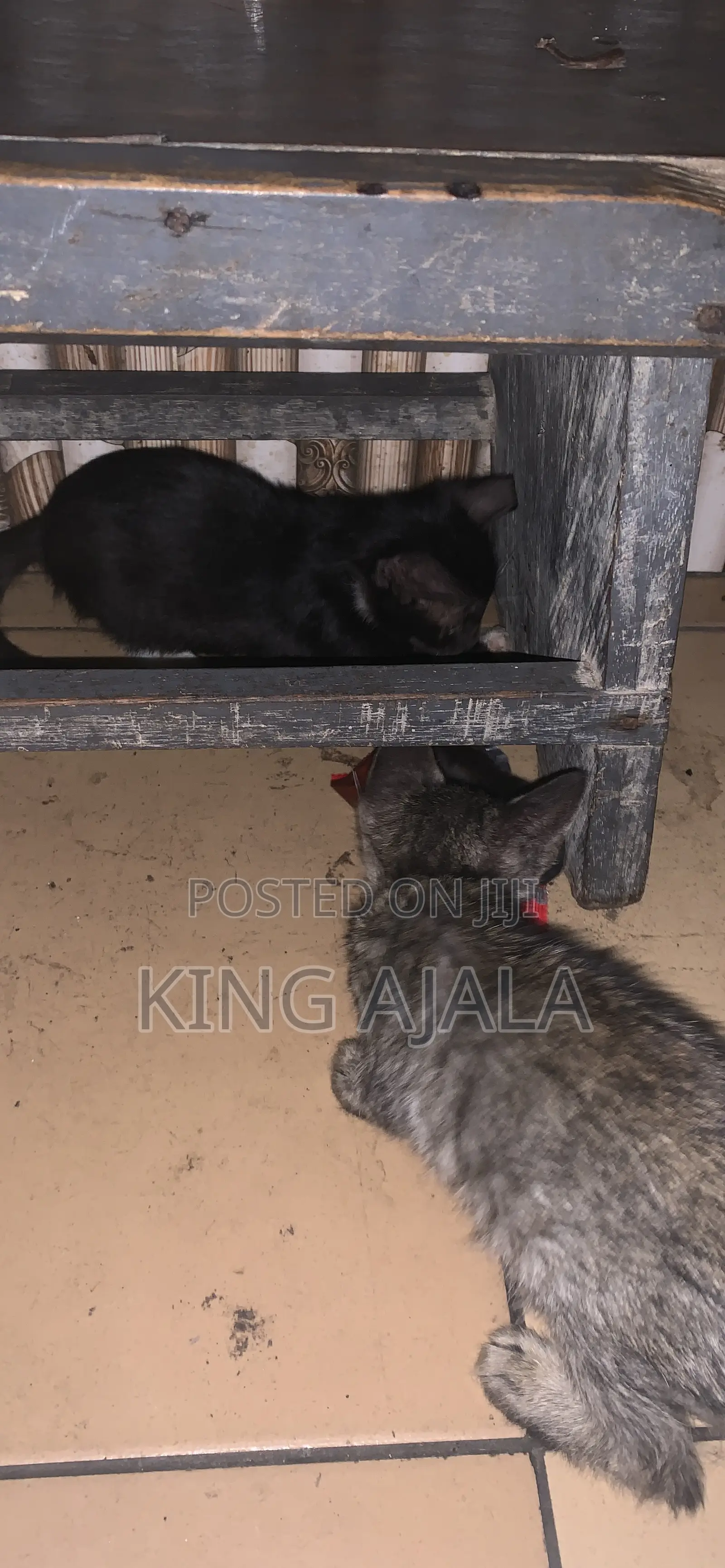 0-1 month Male Mixed Breed Birman