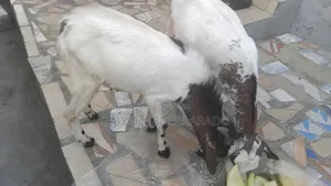 Home Breed Male Goat Good for Crossing Good Meat
