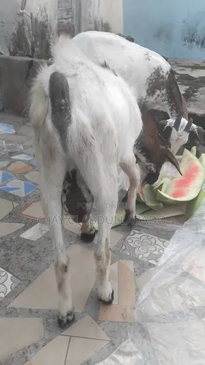 Home Breed Male Goat Good for Crossing Good Meat