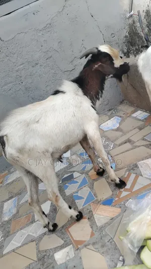 Home Breed Male Goat Good for Crossing Good Meat