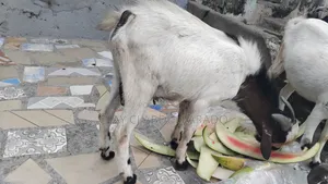 Home Breed Male Goat Good for Crossing Good Meat