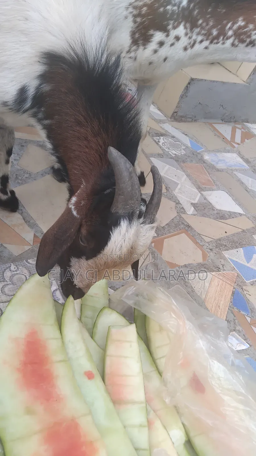 Home Breed Male Goat Good for Crossing Good Meat