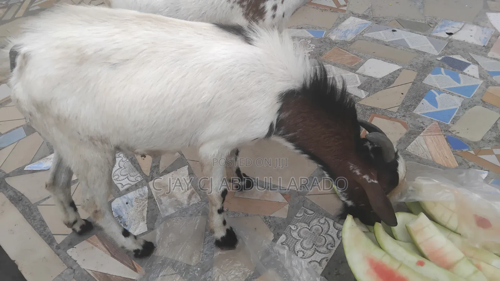 Home Breed Male Goat Good for Crossing Good Meat