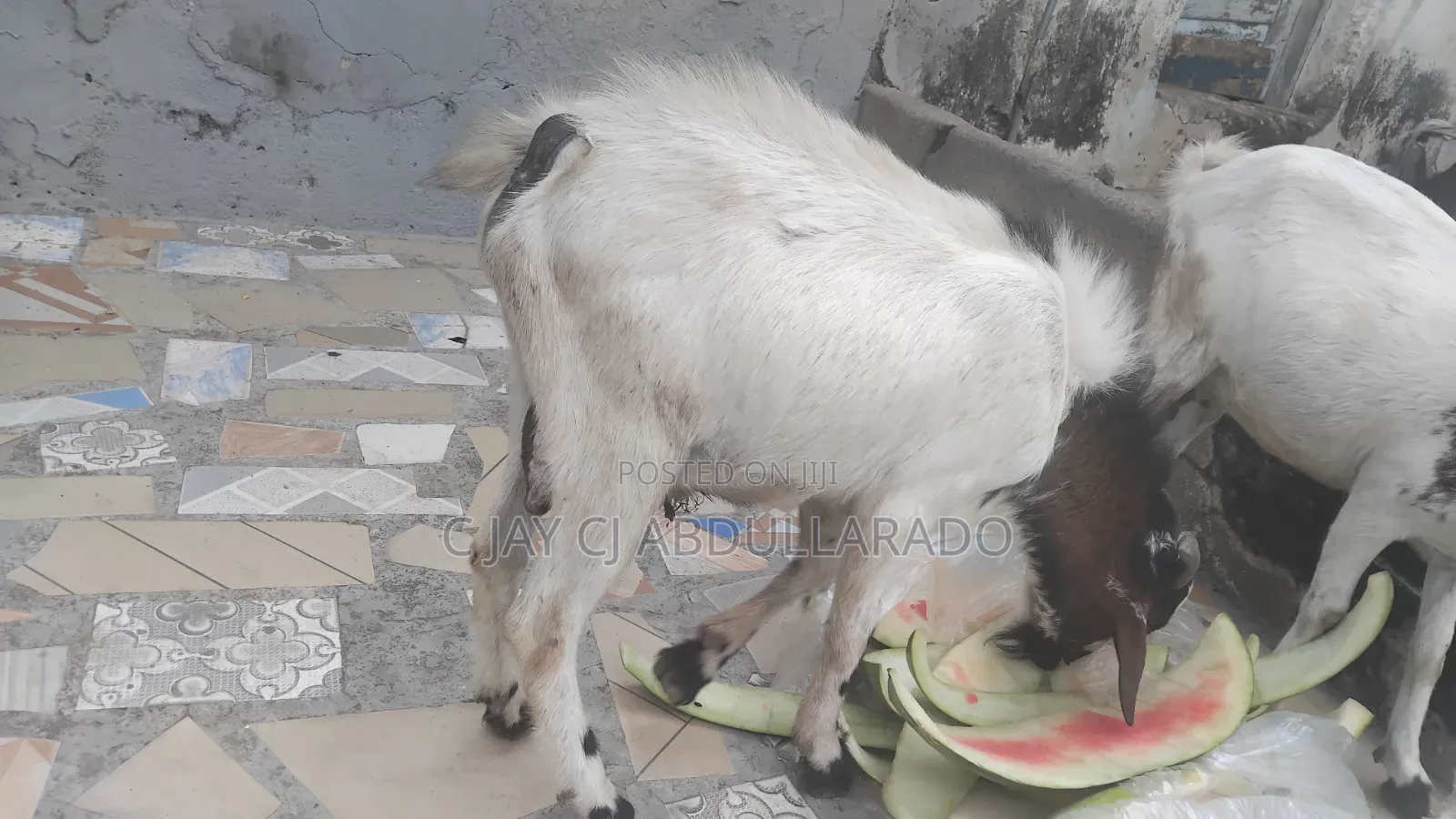 Home Breed Male Goat Good for Crossing Good Meat
