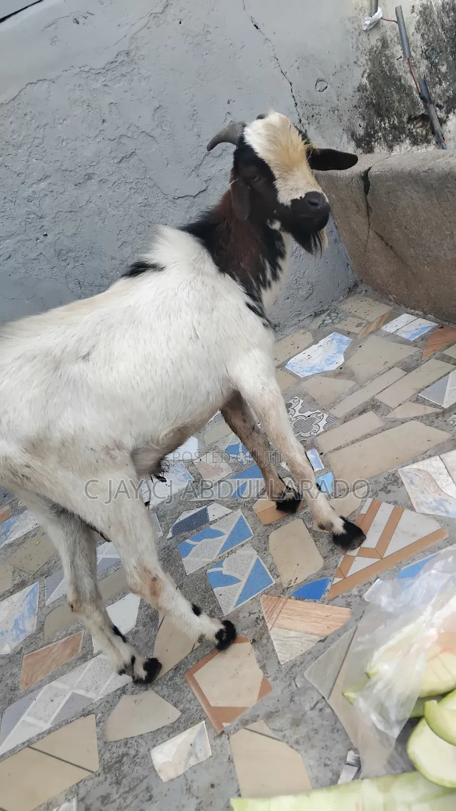 Home Breed Male Goat Good for Crossing Good Meat