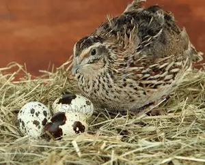 Quail for Sale
