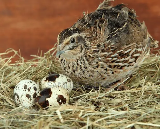 Quail for Sale