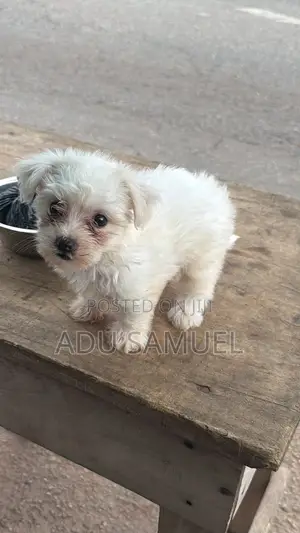 1-3 months Female Purebred Poodle