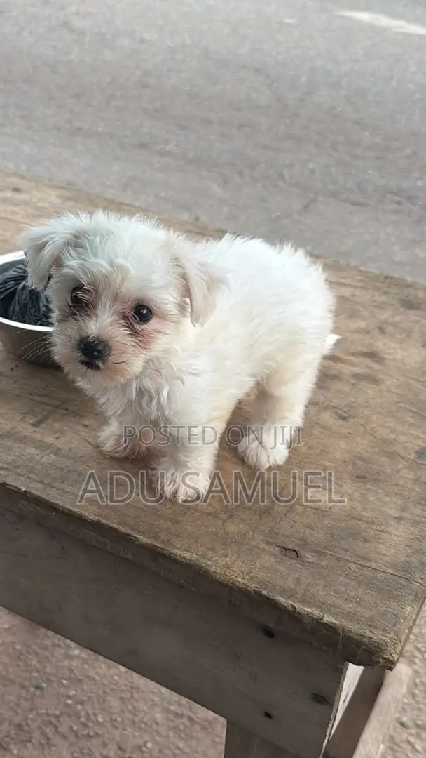 1-3 months Female Purebred Poodle