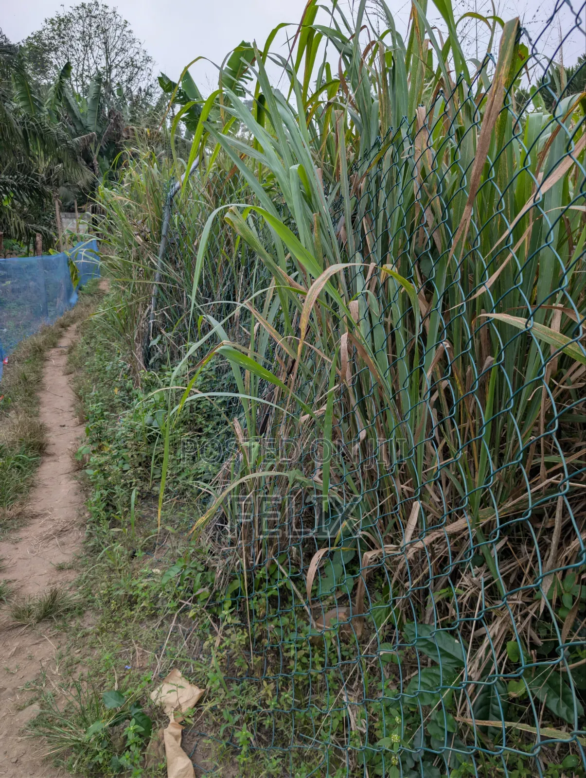 Legally Registered Land in Obosomase 3 Plots From Main Aburi Road