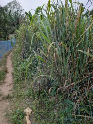 Legally Registered Land in Obosomase 3 Plots From Main Aburi Road