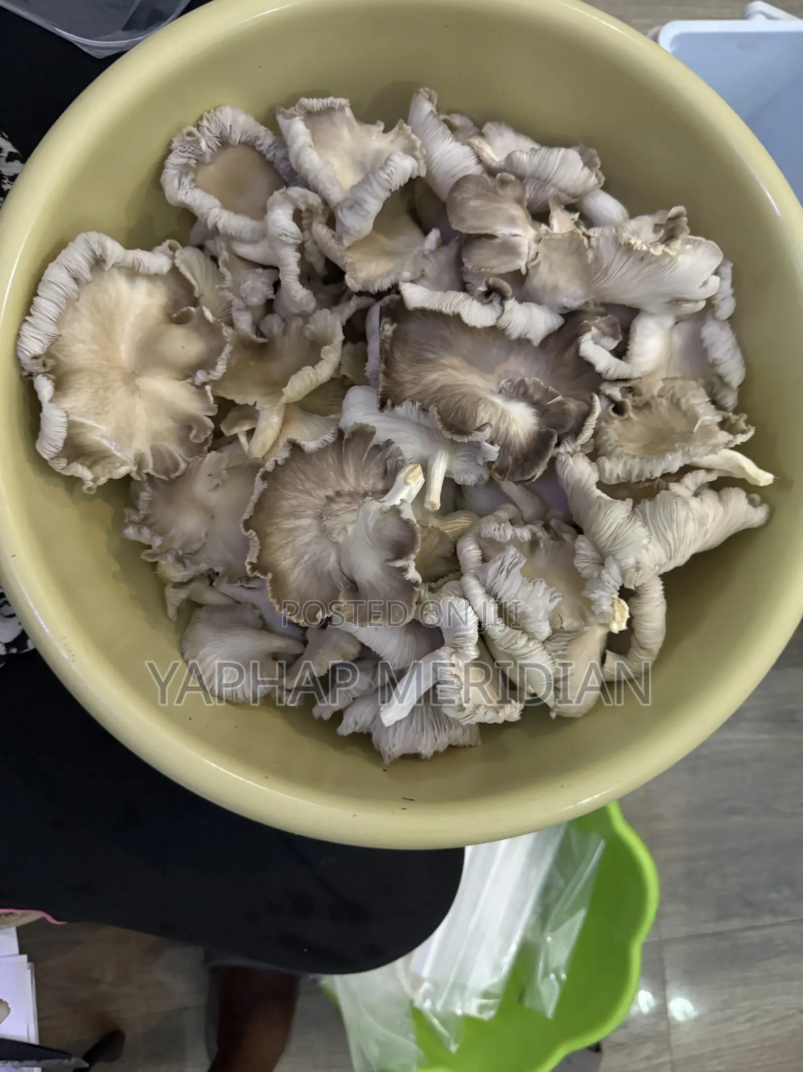 Oyster Mushrooms