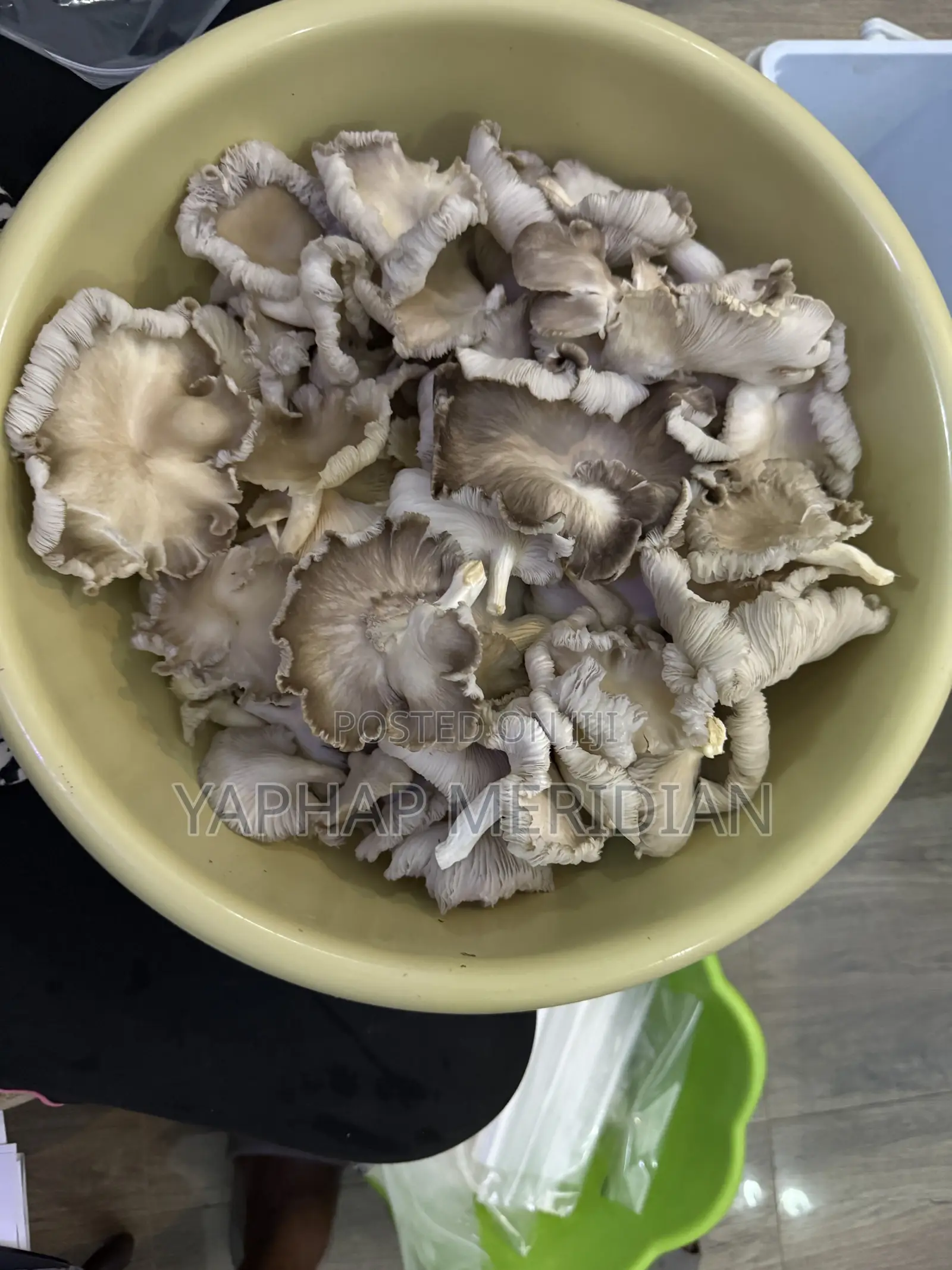 Oyster Mushrooms