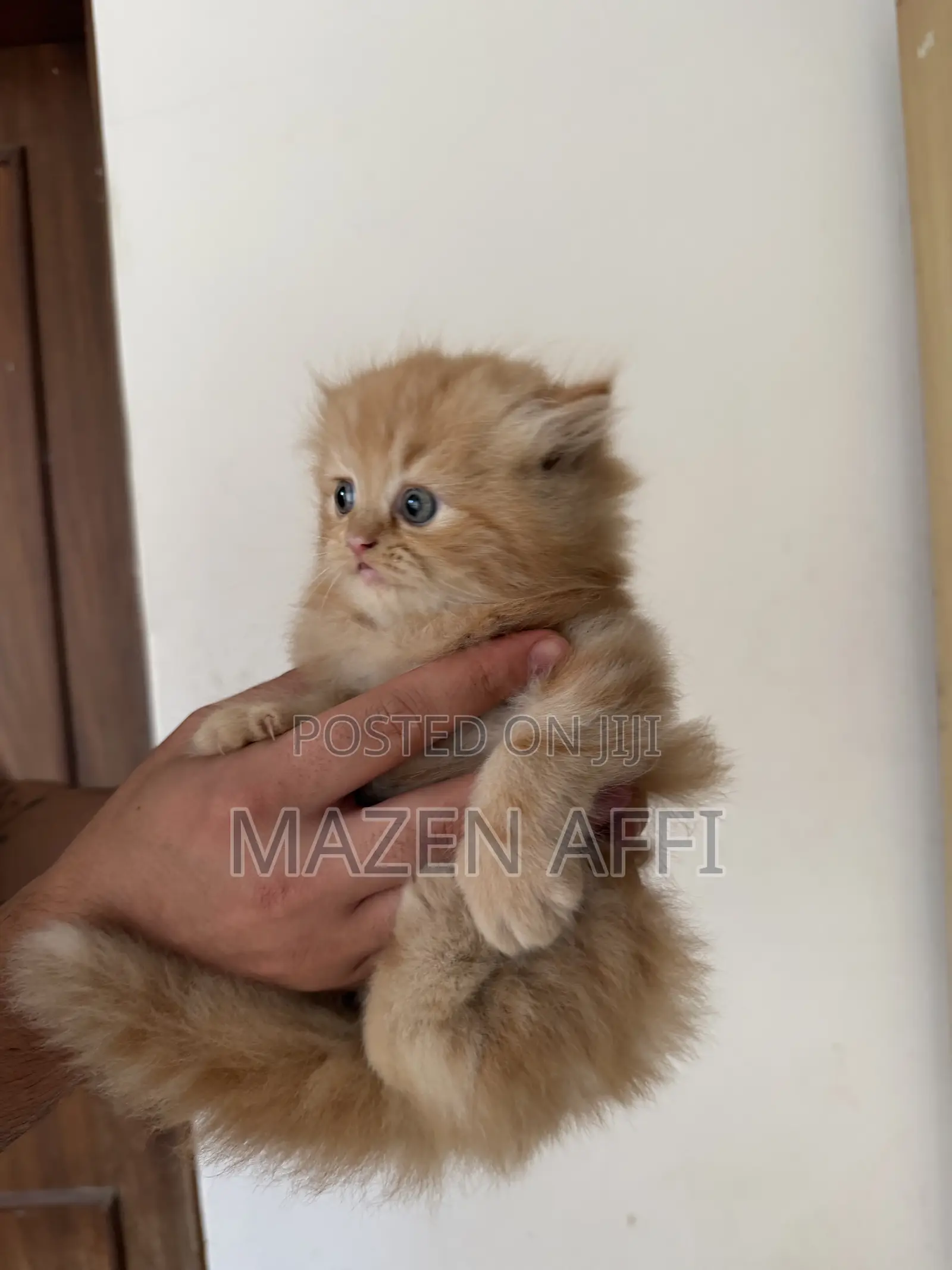 1-3 months Female Purebred Persian