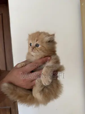 1-3 months Female Purebred Persian