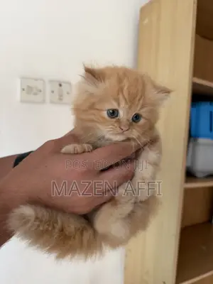 1-3 months Female Purebred Persian