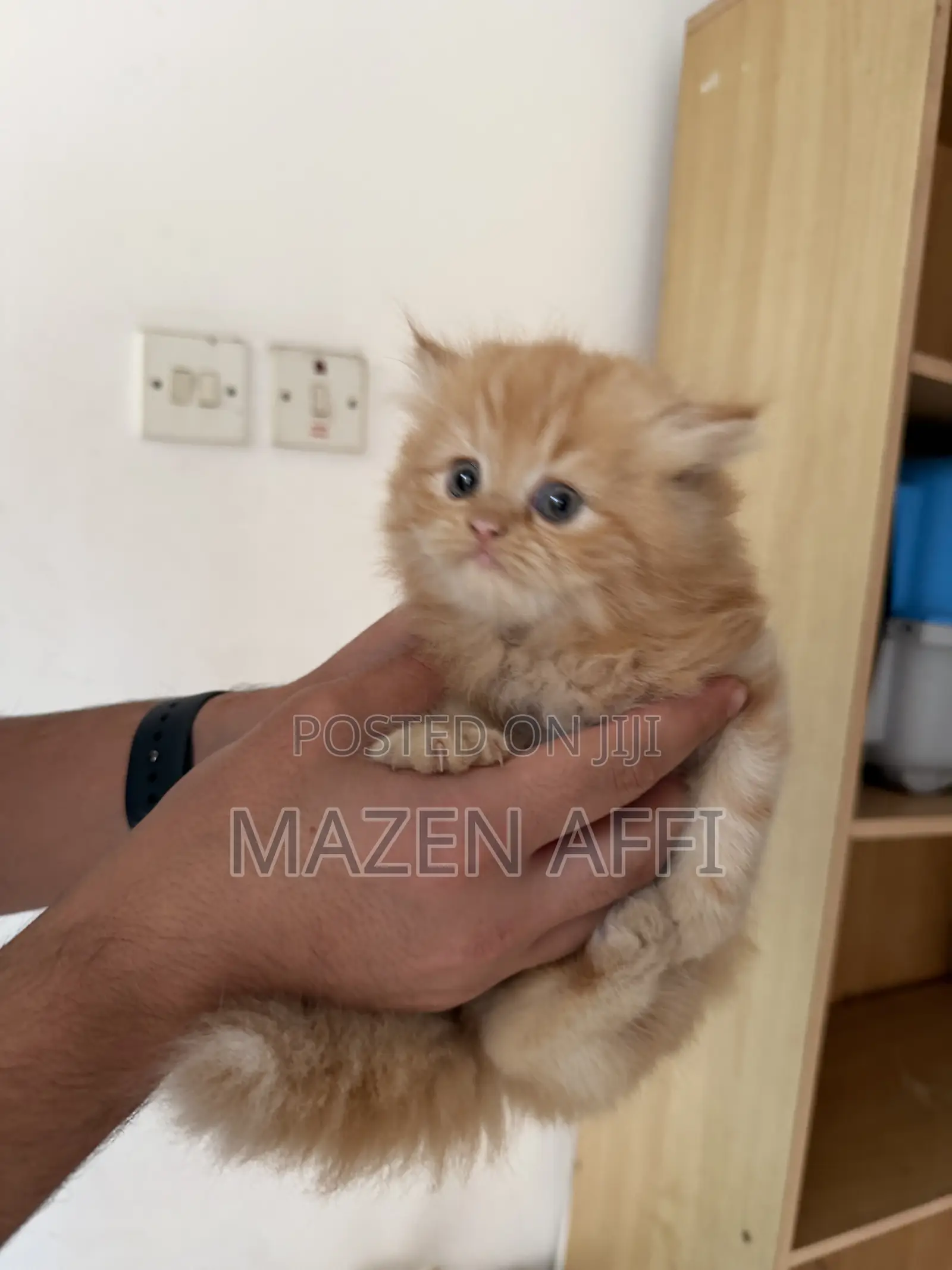 1-3 months Female Purebred Persian