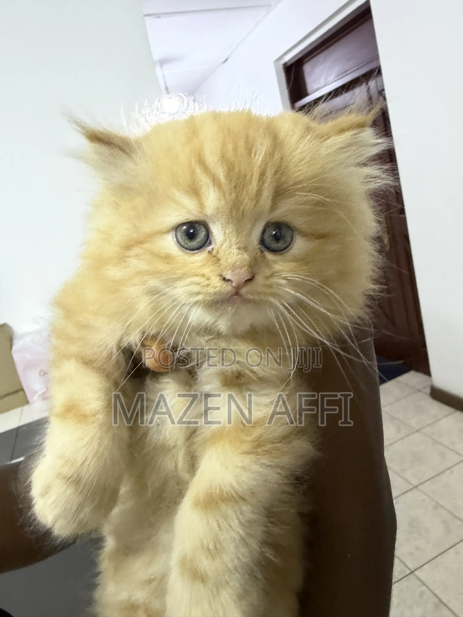 1-3 months Female Purebred Persian
