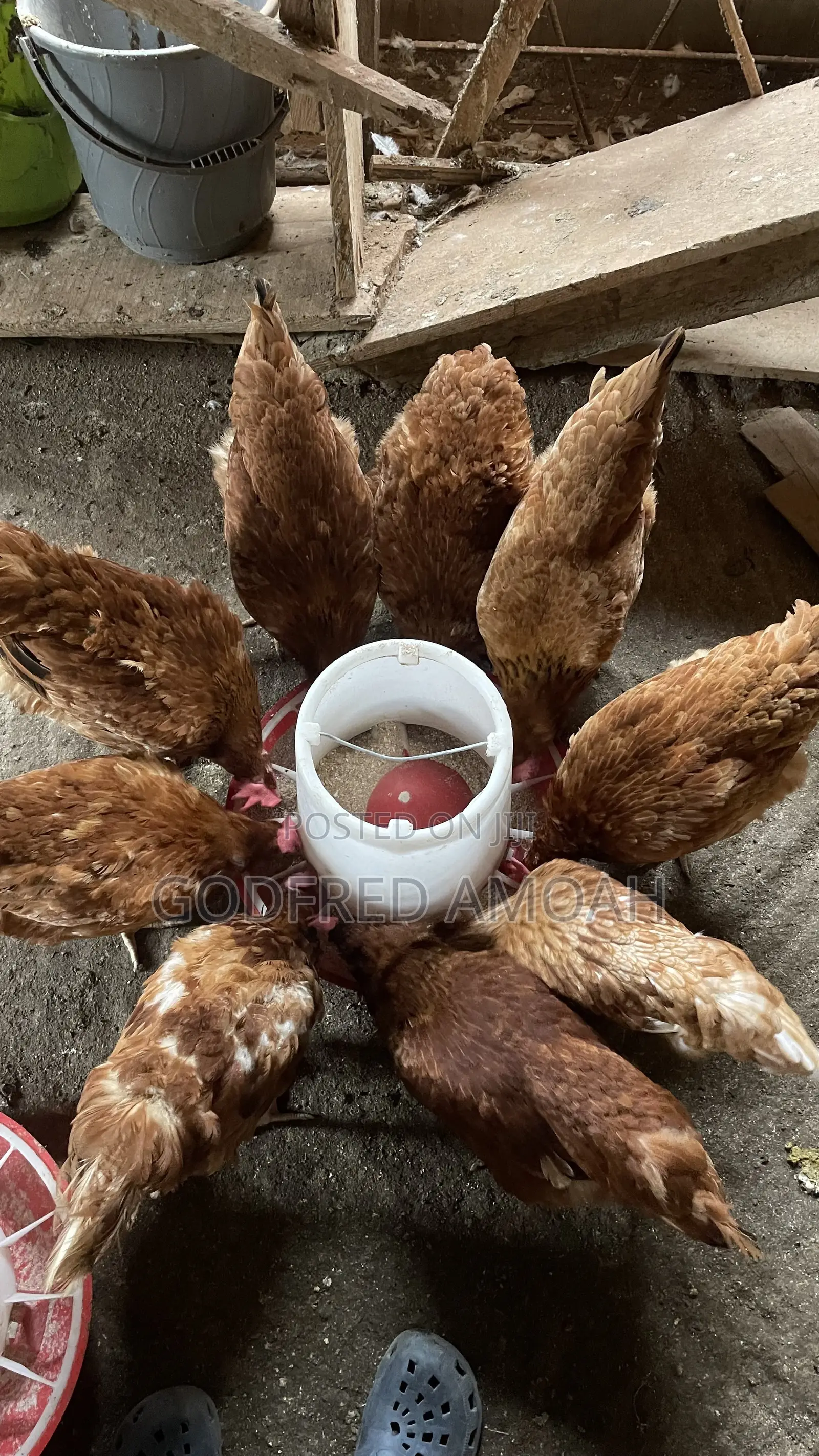 Chicken Layers