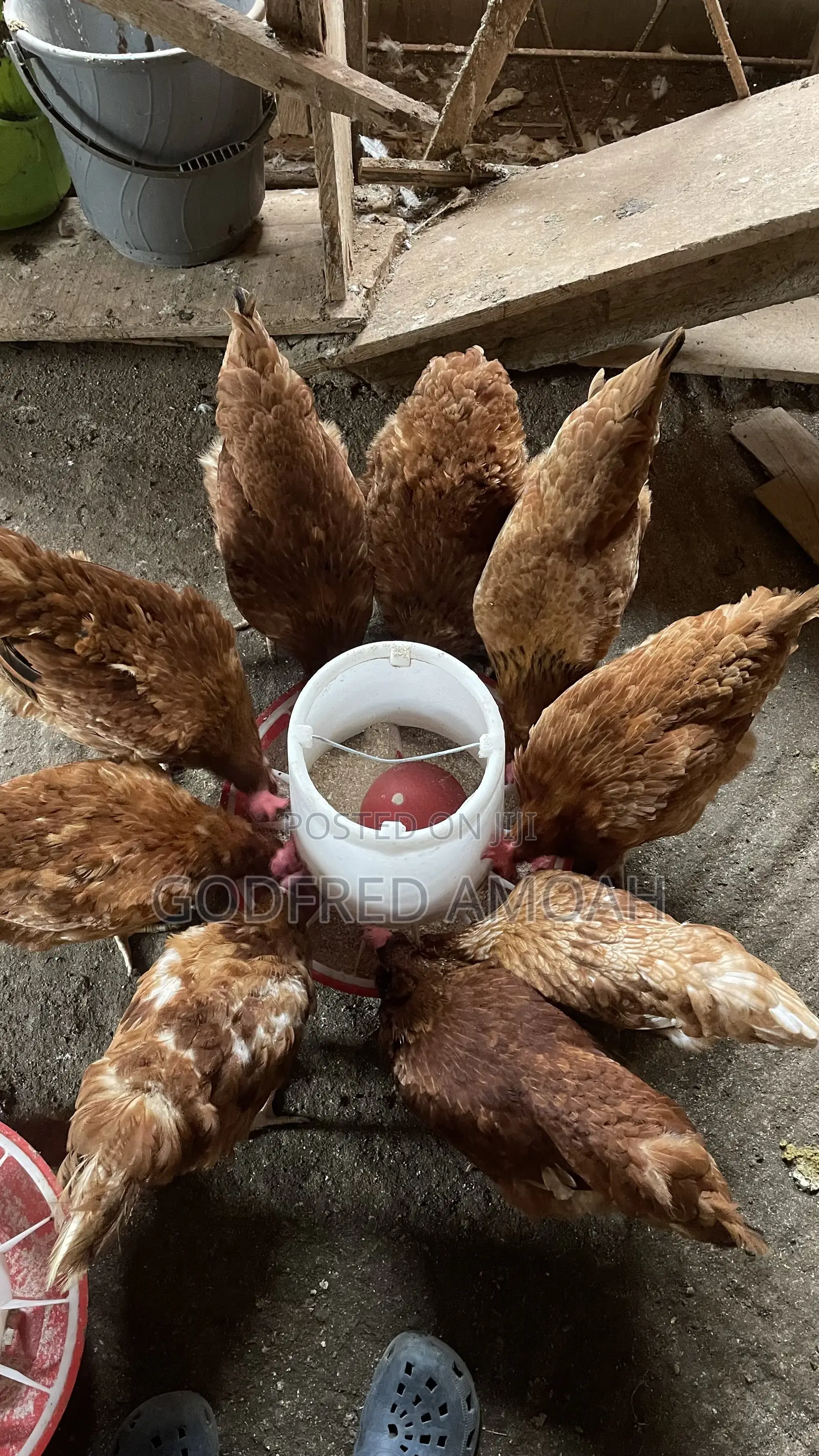 Chicken Layers