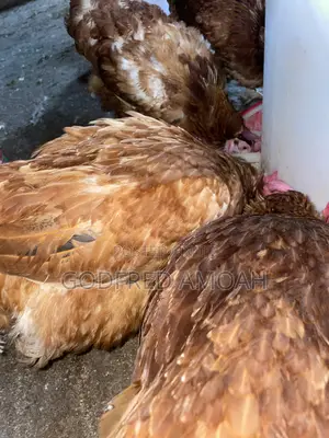 Chicken Layers