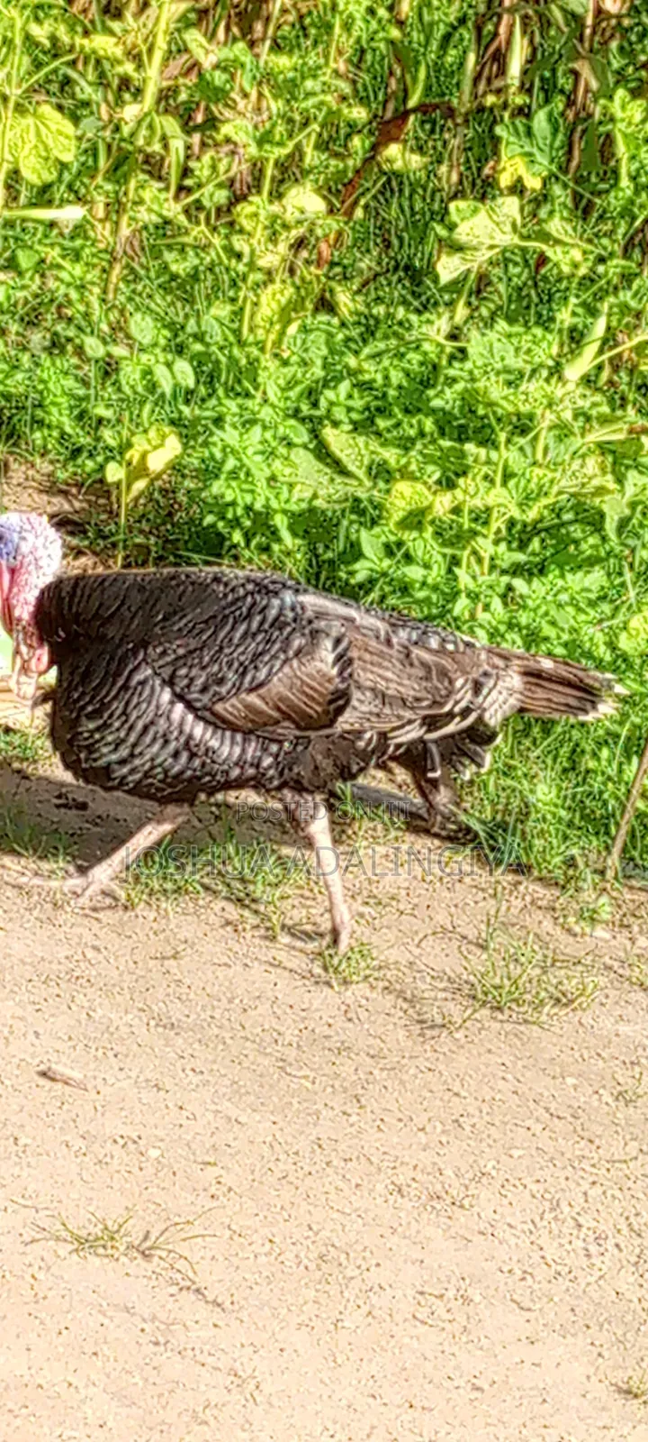 Male Turkey for Sale