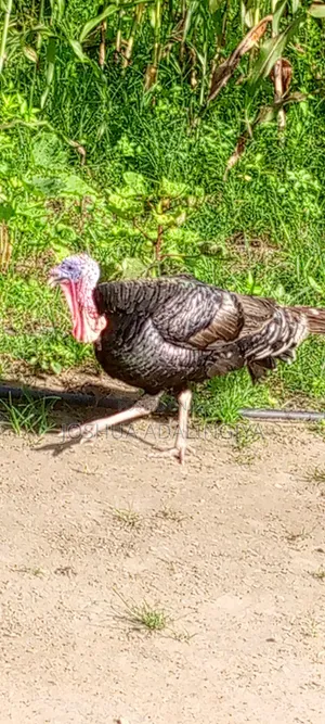 Male Turkey for Sale