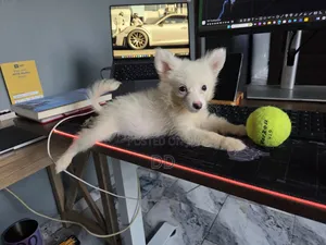 0-1 month Female Purebred American Eskimo
