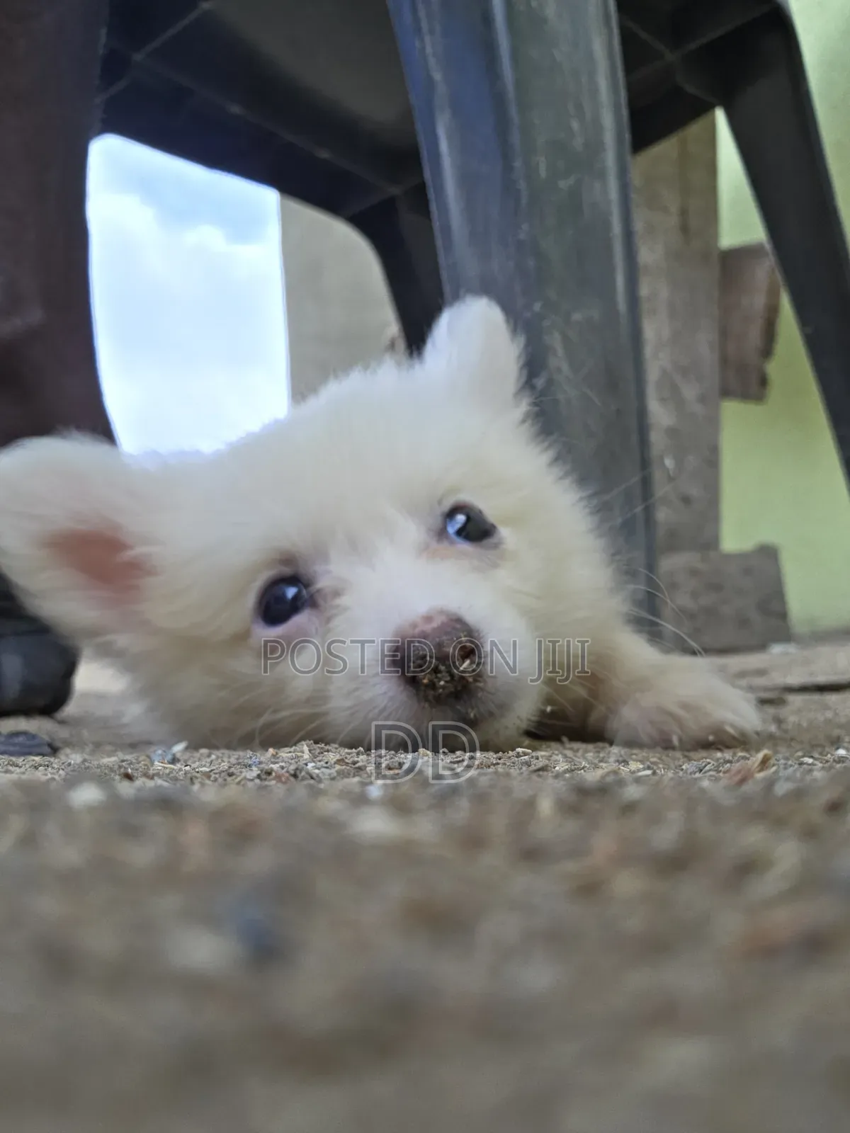 0-1 month Female Purebred American Eskimo