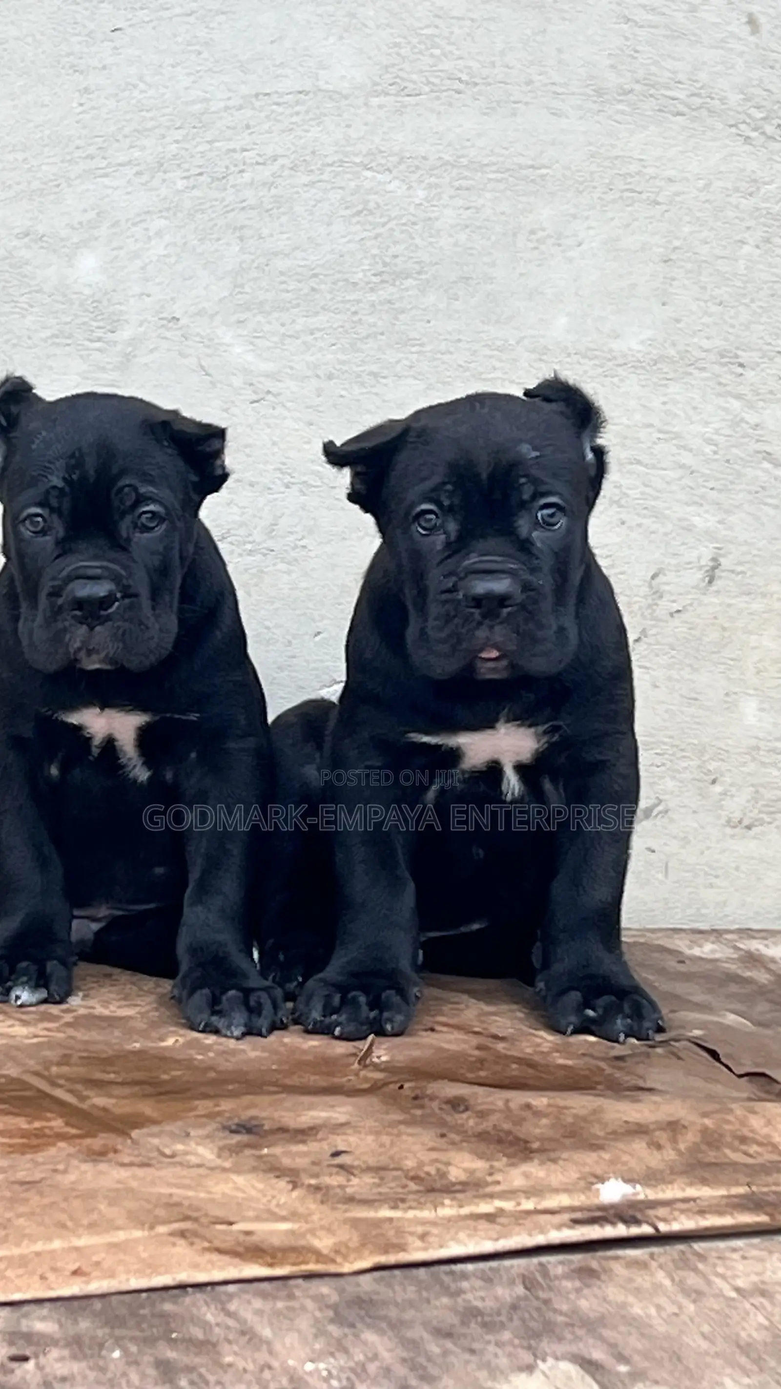 1-3 months Male Purebred Cane Corso