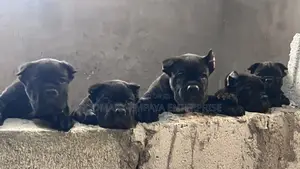 1-3 months Male Purebred Cane Corso