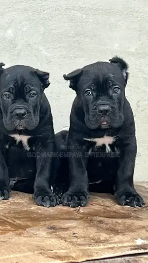 1-3 months Male Purebred Cane Corso