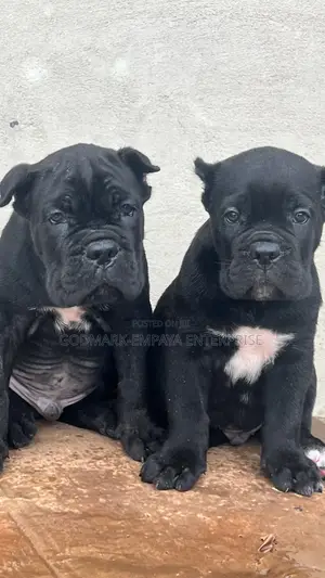 1-3 months Male Purebred Cane Corso