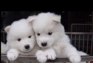 0-1 month Male Purebred American Eskimo