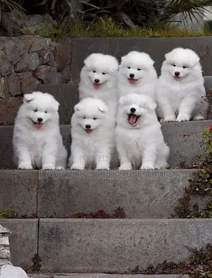 0-1 month Male Purebred American Eskimo