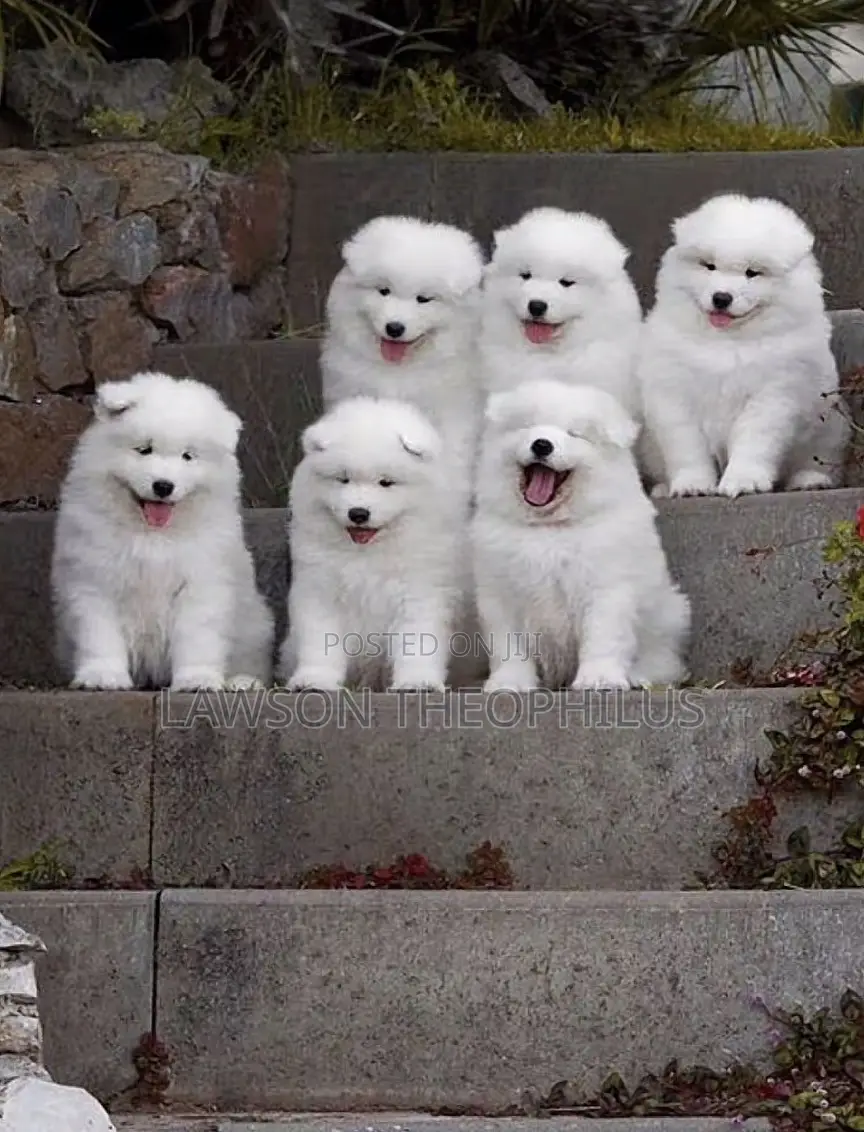 0-1 month Male Purebred American Eskimo
