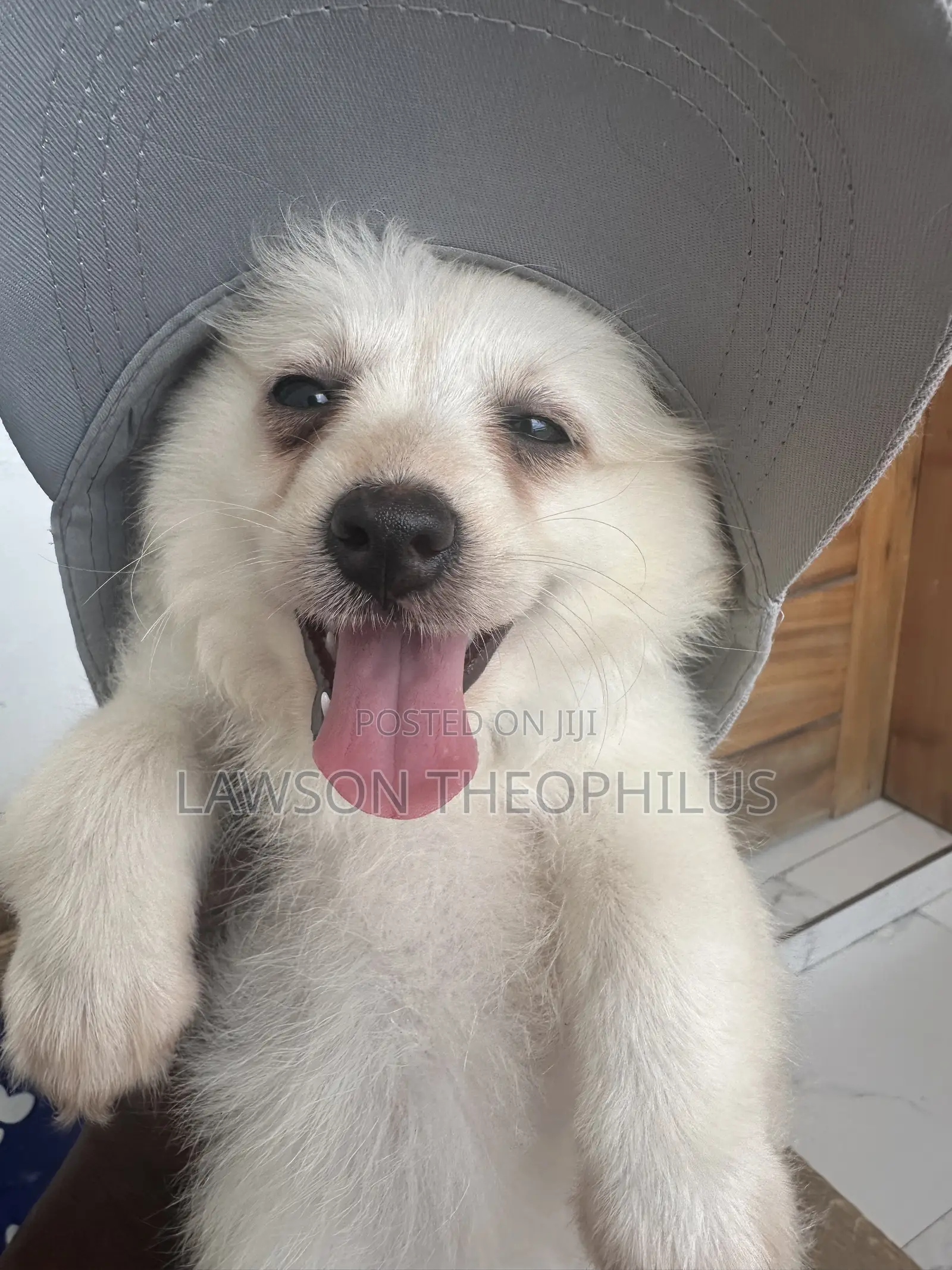 0-1 month Male Purebred American Eskimo