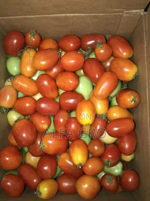 Fresh Tomatoes