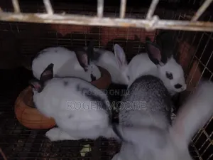 Pet Rabbits
