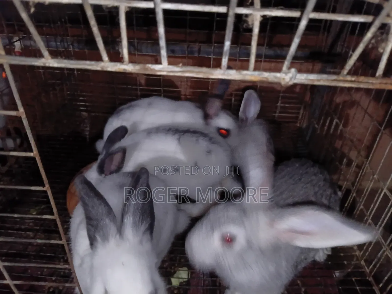 Pet Rabbits