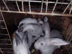 Pet Rabbits