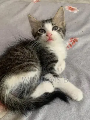 1-3 months Male Mixed Breed Mongrel (No Breed)