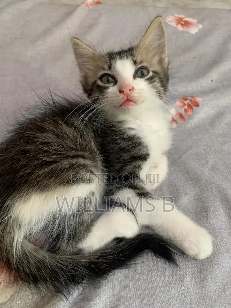1-3 months Male Mixed Breed Mongrel (No Breed)